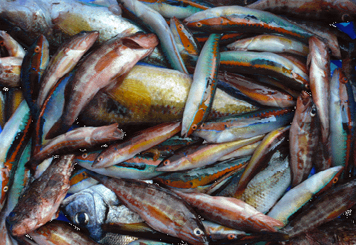 Soupe de poissons avec girelles,  sarrans roucaous etc..