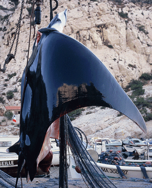 Raie Manta (photo C.Cres)