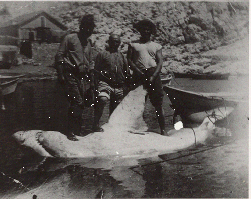 Carcharodon lamia (Bonaparte) ou Carcharodon carcharias (Linnaeus)